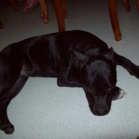 Photo #237889 de Sayan