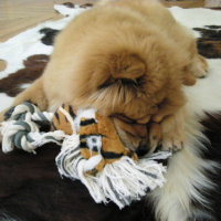 Photo #237899 de Coco