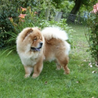 Photo #237900 de Coco