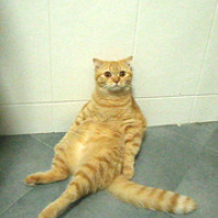 Photo #237919 de Garfield