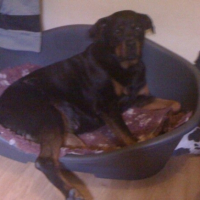 Photo #237930 de Bagheraa