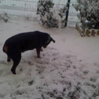 Photo #237932 de Bagheraa