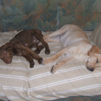 Photo #237958 de Lupio