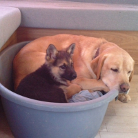 Photo #237960 de Lupio