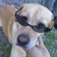 Photo #237961 de Lupio