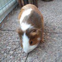 Photo #237970 de Mario