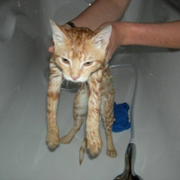 Photo #237977 de Guizmo