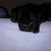Photo #237981 de Pilou