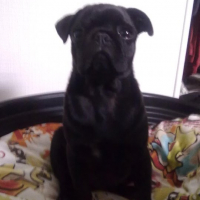 Photo #237982 de Pilou