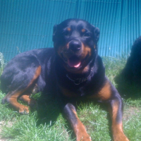 Photo #237983 de Bagheraa