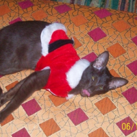 Photo #238053 de Ezeckiel