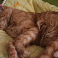 Photo #238077 de Lootah