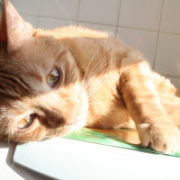 Photo #238078 de Lootah