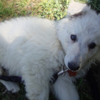 Photo #238084 de Marley