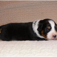 Photo #238086 de Calou