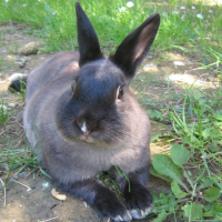 Photo #238096 de Berlioz