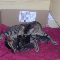 Photo #238105 de Fifie