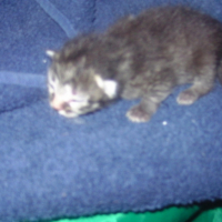 Photo #238106 de Fifie