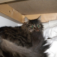 Photo #238139 de Chataigne