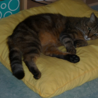 Sur mon oreiller 