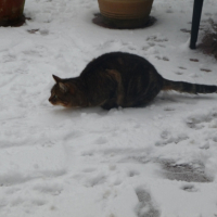 Dans la neige