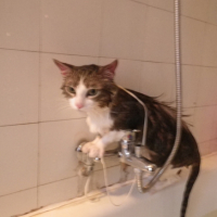 Photo #238172 de Nenette