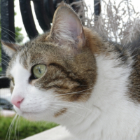 Photo #238175 de Nenette