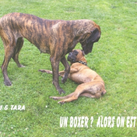 Photo #238187 de Boubou