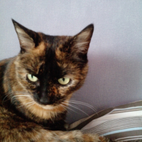 Photo #238195 de Sonie