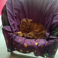 Photo #238196 de Elliott