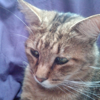 Photo #238197 de Elliott