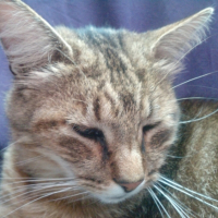 Photo #238198 de Elliott