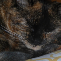 Photo #238199 de Sonie