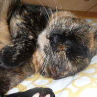 Photo #238200 de Sonie