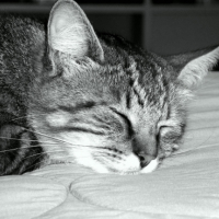 Photo #238203 de Elliott