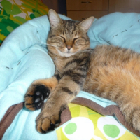 Photo #238204 de Elliott