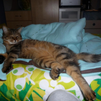 Photo #238205 de Elliott