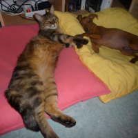 Photo #238206 de Elliott