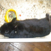 Photo #238285 de Biscuit