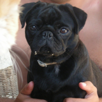 Photo #238296 de Cerise