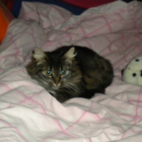 Photo #238309 de Chataigne