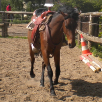 Photo #238355 de Ptit-mustang