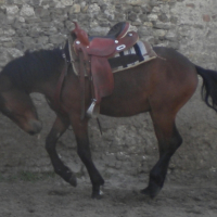 Photo #238356 de Ptit-mustang