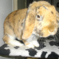 Photo #238359 de Muesli