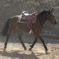 Photo #238392 de Ptit-mustang