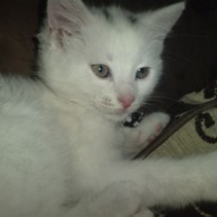 Photo #238398 de Titi