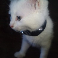 Photo #238399 de Titi