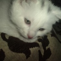 Photo #238400 de Titi