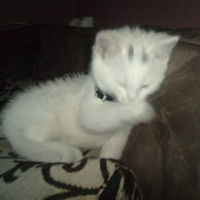 Photo #238401 de Titi