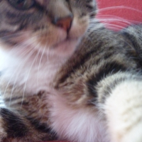 Photo #238431 de Chipi